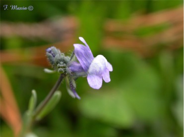 Linaria arvensis / Linajola campestre